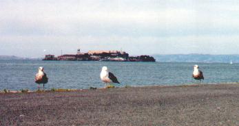 Sea Gulls that flew the coop from Alcatraz