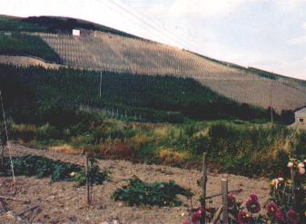 German Vinyards near Traben-Trabach